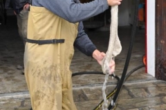 Sockenwäsche a la Fischerinnung