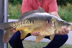 Karpfen Leopoldskroner Weiher 2018