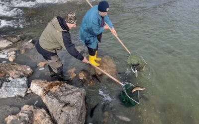 Frühlingsforellen für die Salzach und den Lieferinger MB