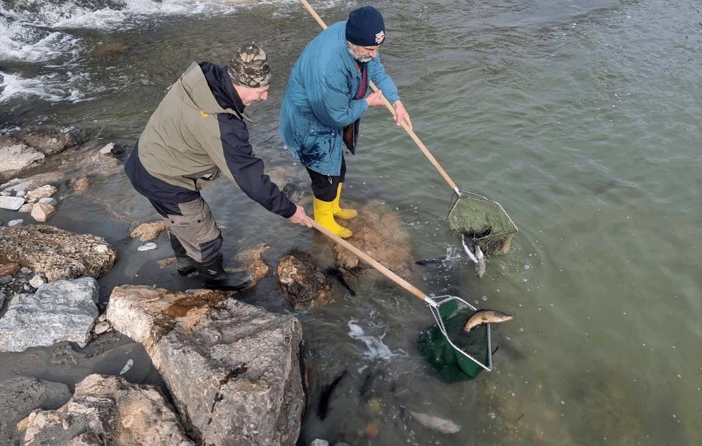 Frühlingsforellen für die Salzach und den Lieferinger MB