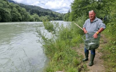 Forellen für die Saalach und den Siezenheimer Mühlbach