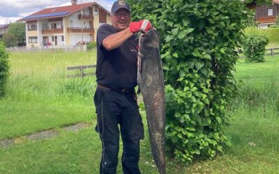 20 Kilo schwerer Waller aus dem Chiemsee