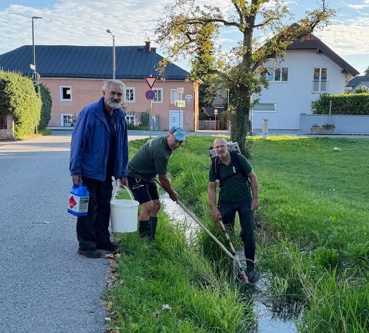 Teilabfischung Fischerwirtsbach wg. Brückenneubau