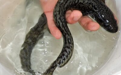 Novemberbesatz diverser Bäche mit Aalrutten