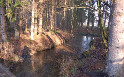 Abfischung Aufzuchtsgewässer Weyerbach