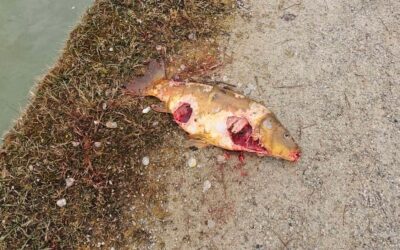 Fischotter auf Beutezug im Schlosspark