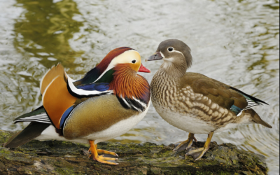 Neue Bewohner am Siezenheimer Mühlbach „eingezogen“
