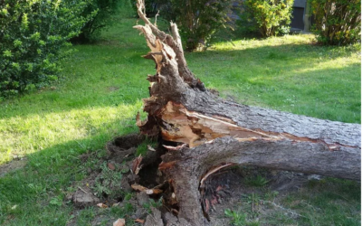 Arbeitseinsatz am Karlsbaderweiher