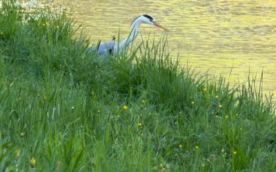 Grau- und Silberreiher immer mehr auch im städt. Umfeld