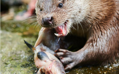 Fischer beklagen hohen Otterbestand