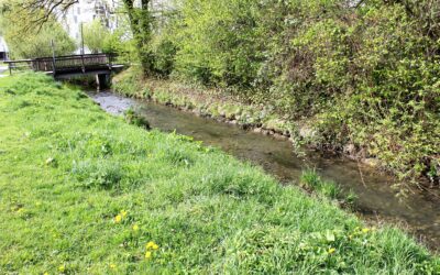 Baustellenbedingtes Abfischen Maxgl. Mühlbach