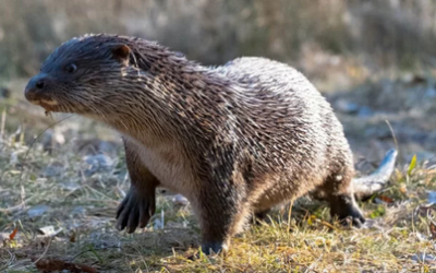 Fischotter treibt nach wie vor sein Unwesen