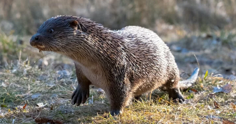 Fischotter treibt nach wie vor sein Unwesen