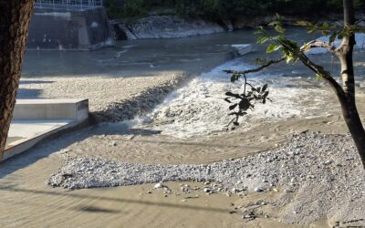 Große Sorge um die Fischfauna in der Saalach